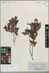 Foto von Salix lapponum L. x Salix silesiaca Willd.